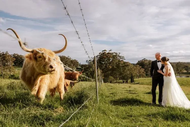 Cow farm wedding