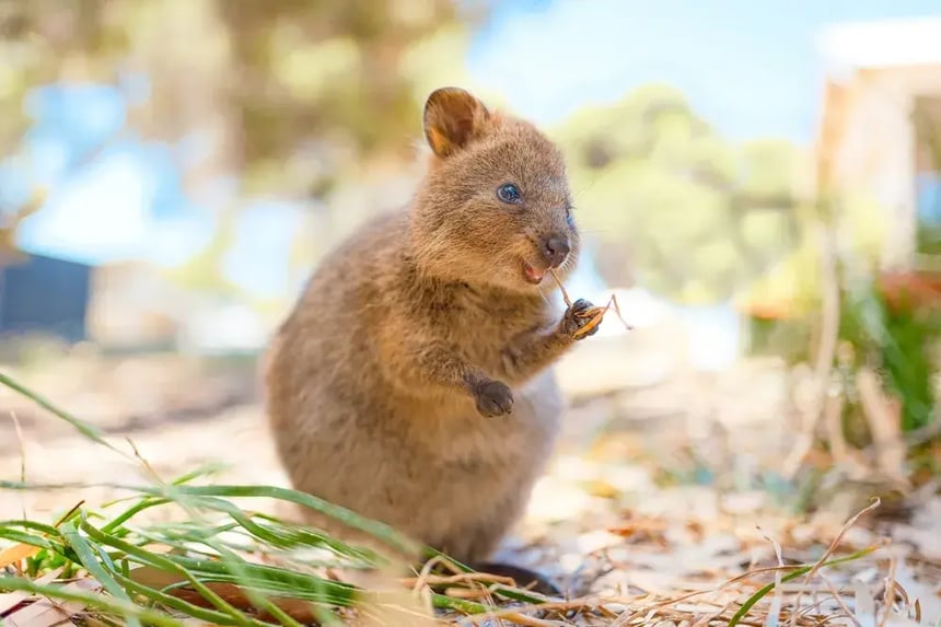 Quokka