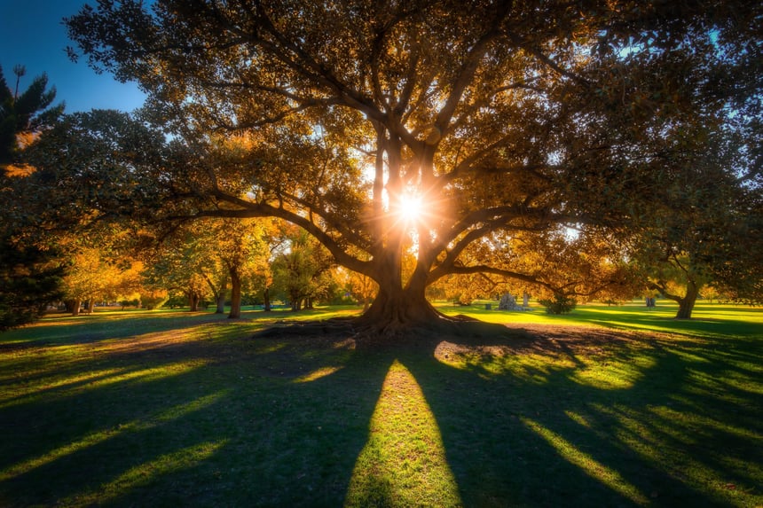 big tree