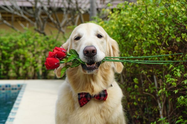  8 Proposal Ideas Without a Ring 
