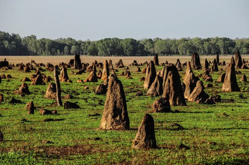 termite mounds
